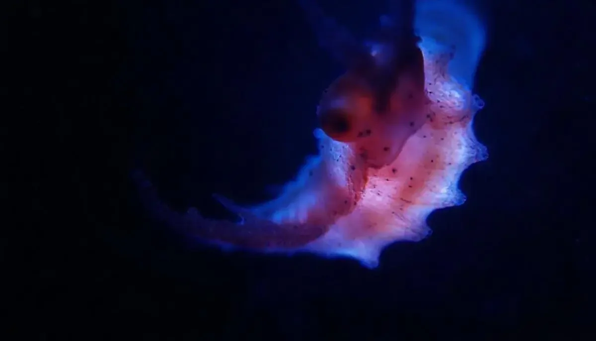 《蓝色星球：深海秘境》海报